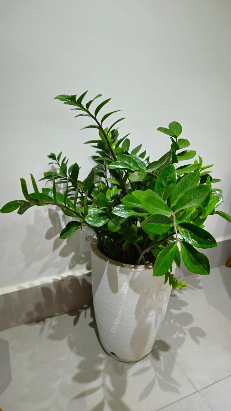 WhatsApp Image 2025-02-10 at 15.44.45 (1)